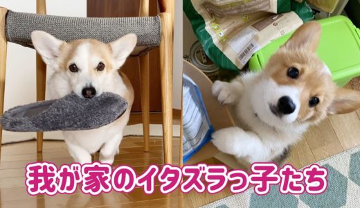 ドッグフード天国に迷いこんだ子犬と先輩泥棒犬【コーギー】