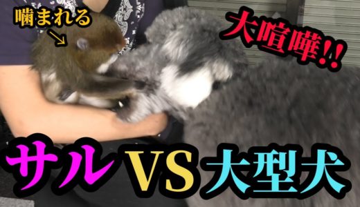 大型犬とサルが喧嘩勃発‼️これが【犬猿の仲‼︎】