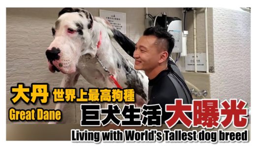 大丹世上最高狗種之一 《巨犬生活大曝光》🎞🎞Great Dane one of the World's tallest dog breed🎞🎞