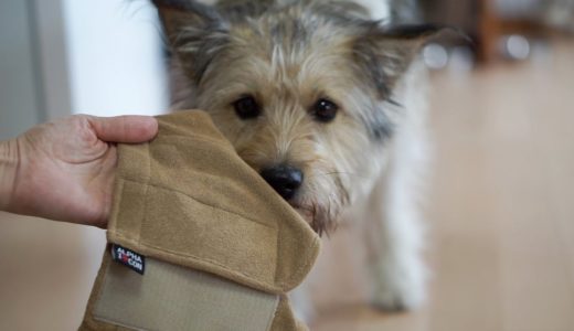 初めてヒート（生理）になった 保護犬の子犬 にマナーパンツを履かせてみたら…