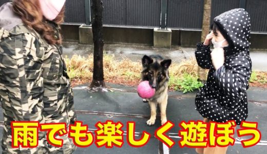 雨降りでも、楽しく遊ぼう♪シェパード犬マックとボール遊び【VLOG】