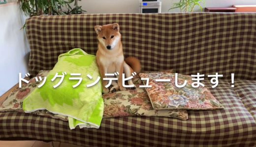 柴犬　初めてのドッグランで小型犬に敗北したり大型犬に出会って興味しんしんだったり