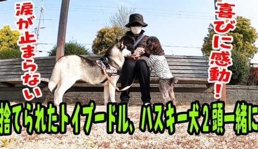 捨てられたトイプードル初めてのハスキー犬と2頭で散歩に泣けた！