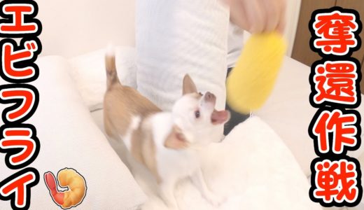 取れそうで取れないエビフライにイライラが止まらない犬