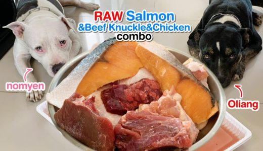 Pit Bulls VS. Salmon Steak&Beef Knuckle+Chicken [ASMR] RAW | MUKBANG 犬が生の肉を食べる 개는 날 음식을 먹는다 | 4K