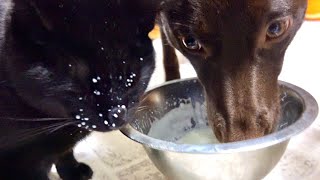 犬と子猫にミルクをあげてみた結果。。