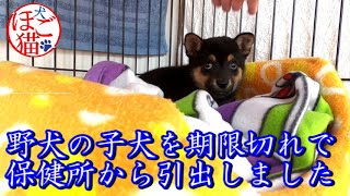 【子犬　野犬　保護犬】保健所から野犬の子犬を引出しました　初日