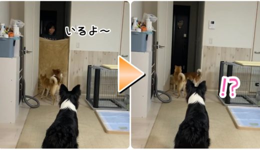 犬とおうち遊びした結果、みんなの反応が可愛かったw