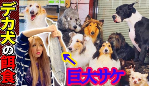 デカ犬達【9匹】にサケ丸々１匹あげる‼︎