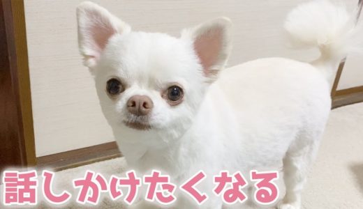 真剣にお話を聞いてくれる犬  チワワのコハク