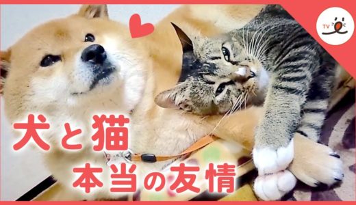 [愛情たっぷり] 猫のことが大好きすぎる犬たち♡ 17選