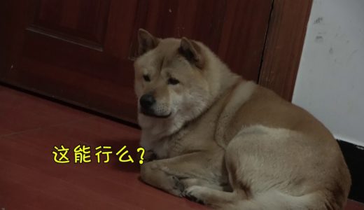 中华田园犬阿黄地位太低，有窝都不敢睡，主人只好出面来帮它！