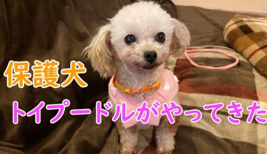 トイプードルの保護犬が我が家にやってきた