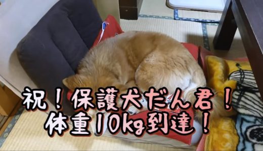 保護犬だん君！生後約５ヶ月で10㎏！産まれたばかりと全然違うね！どんだけ成長するか楽しみだよ！