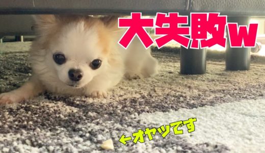 ベッド下から出てこない犬をオヤツでおびき寄せようとしたら無残な結末にｗ【チワワ】【pets】