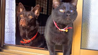 雨なのにどうしても外で遊びたいと訴える犬と子猫。