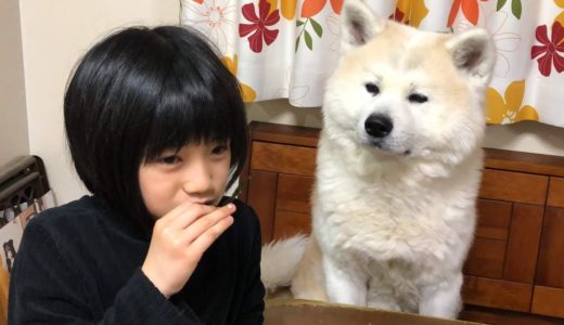 あっ間違えた！美味しい刺身は秋田犬の胃袋へ・・