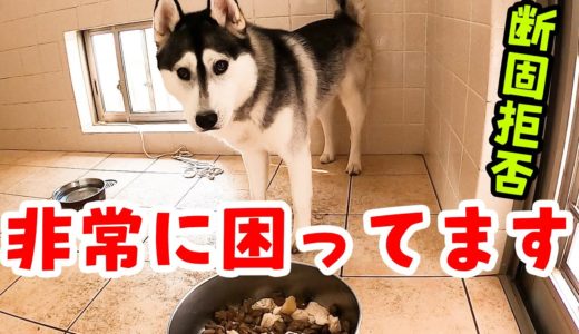 困ってます！朝ごはんを断固拒否するハスキー犬