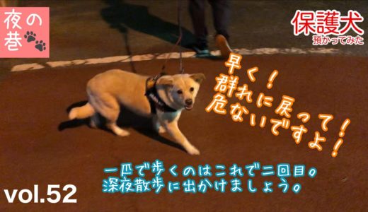 【保護犬預かり】かもめ、深夜のお散歩。【一緒にお散歩気分】【寝る前推奨】