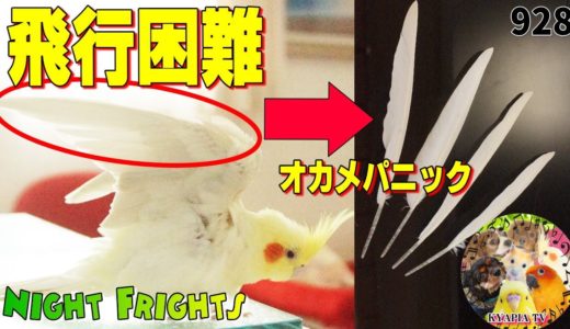 地震でオカメパニック！羽が！飛行困難に...犬鳥猫の自然災害時の反応は？｜キャバリア動物多頭飼いvlog動画928 Cockatiel Night Frights