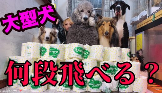 多頭飼いデカ犬達で【障害物チャレンジ】してみた‼︎