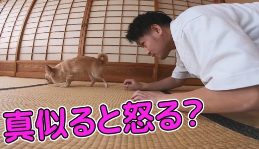 【犬 検証】チワワにやること全てを真似し続けたら優しい犬でも怒るか検証してみた