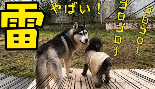 雷を怖がる。ハスキー犬とトイプードルが