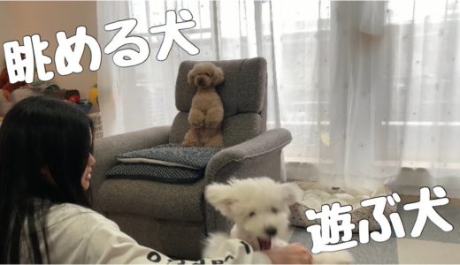 遊んでいる犬を高みの見物をする犬「Doggy Box」