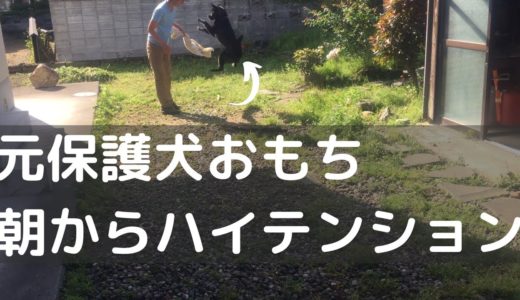 【元保護犬】寝起き時点で超テンション高いおもち【雑種】 Rescued dog Omochi