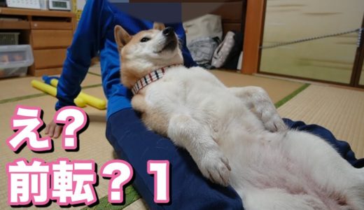 柴犬小春　【検証ドッキリ】自分ちの犬が綺麗に一人で前転したと聞かされたら信じる？