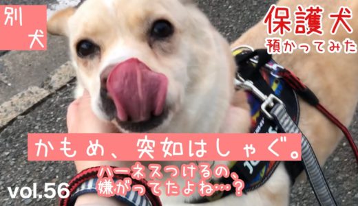 【保護犬預かり】かもめ、またまた大成長。【びっくりしました】