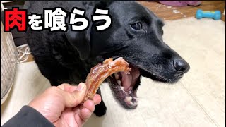 大型犬がボリボリ貪る肉。美味しい物食べて元気出していこ！