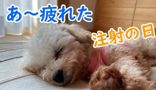 注射で疲れてしまった犬