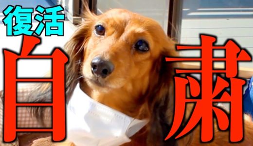 【自粛犬】緊急事態宣言における犬の気持ち5