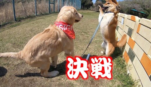 子犬なのに犬社会を教えるゴールデンレトリバーの子犬　GoldenRetriever NAKI