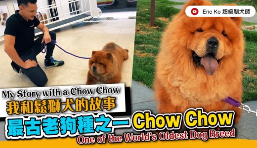 我和鬆獅犬的故事 《 最古老犬種之一CHOW CHOW  》My Story with a Chow Chow. One of the world's oldest dog's breed.