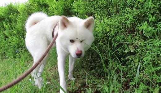 【秋田犬ゆうき】誰もいない朝のお散歩は飼い主と二人でのんびり歩く【akita dog】