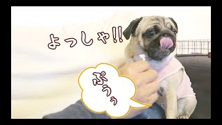 飼い主の愛にはオナラで応えるパグ犬ぷぅPug