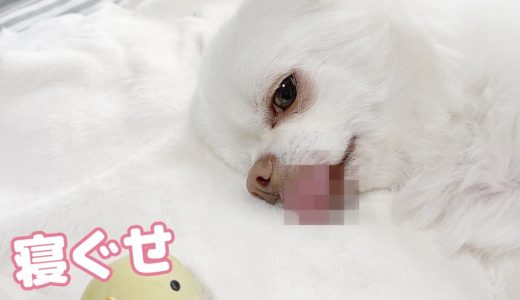 犬のベロに寝ぐせがつくとこうなります