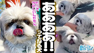 うれしすぎてああああああっ！てなるシーズー犬てんぽさん