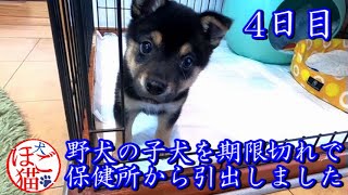 【犬　子犬　保護犬】野犬の子犬を保健所から引き出しました　4日目