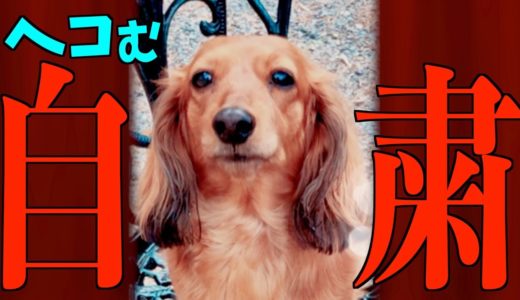 【自粛犬】緊急事態宣言における犬の気持ち4