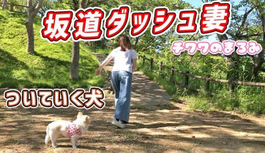 犬と一緒に坂道ダッシュで「あー腹減った」【チワワのまろみ】