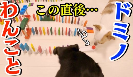 犬2頭の前でドミノ倒しやってみたら反応が可愛すぎたw