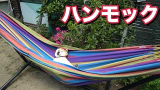 柴犬小春　ハンモック犬オフショット