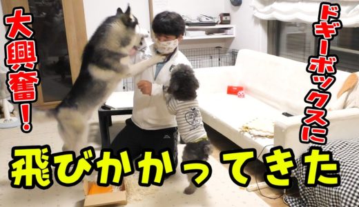 ドギーボックスに飛びついて奪いにくるハスキー犬とトイプードル