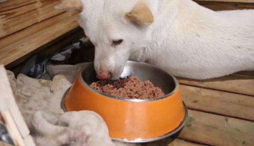 中华田园犬小白产后食欲大增，鸡肉罐头吃得干干净净，真是累坏了