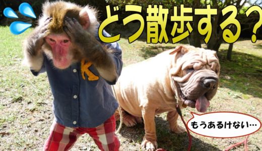 お猿さんに「散歩拒否犬」のさんぽをお願いした結果…