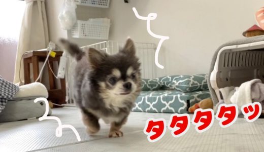 排便したら体が軽くなってルンルンで走り去るチワワ【犬】