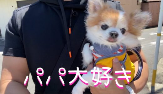 犬との散歩　昔とは違うけれど11歳のチワワとのんびりゆっくりとした時間を楽しんできました♪